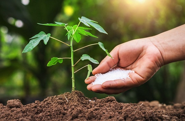 Kết hợp phân bón hóa học và phân bón hữu cơ giúp bộ rễ cây trồng hấp thu tốt hơn